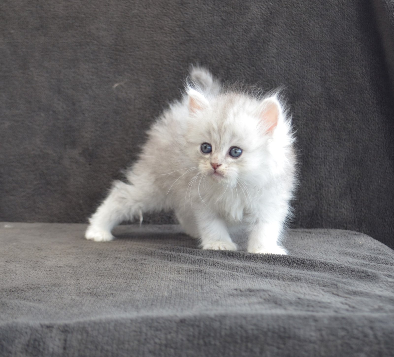 Chaton Sibérien LOOF – élevage Chatterie de Nice en France