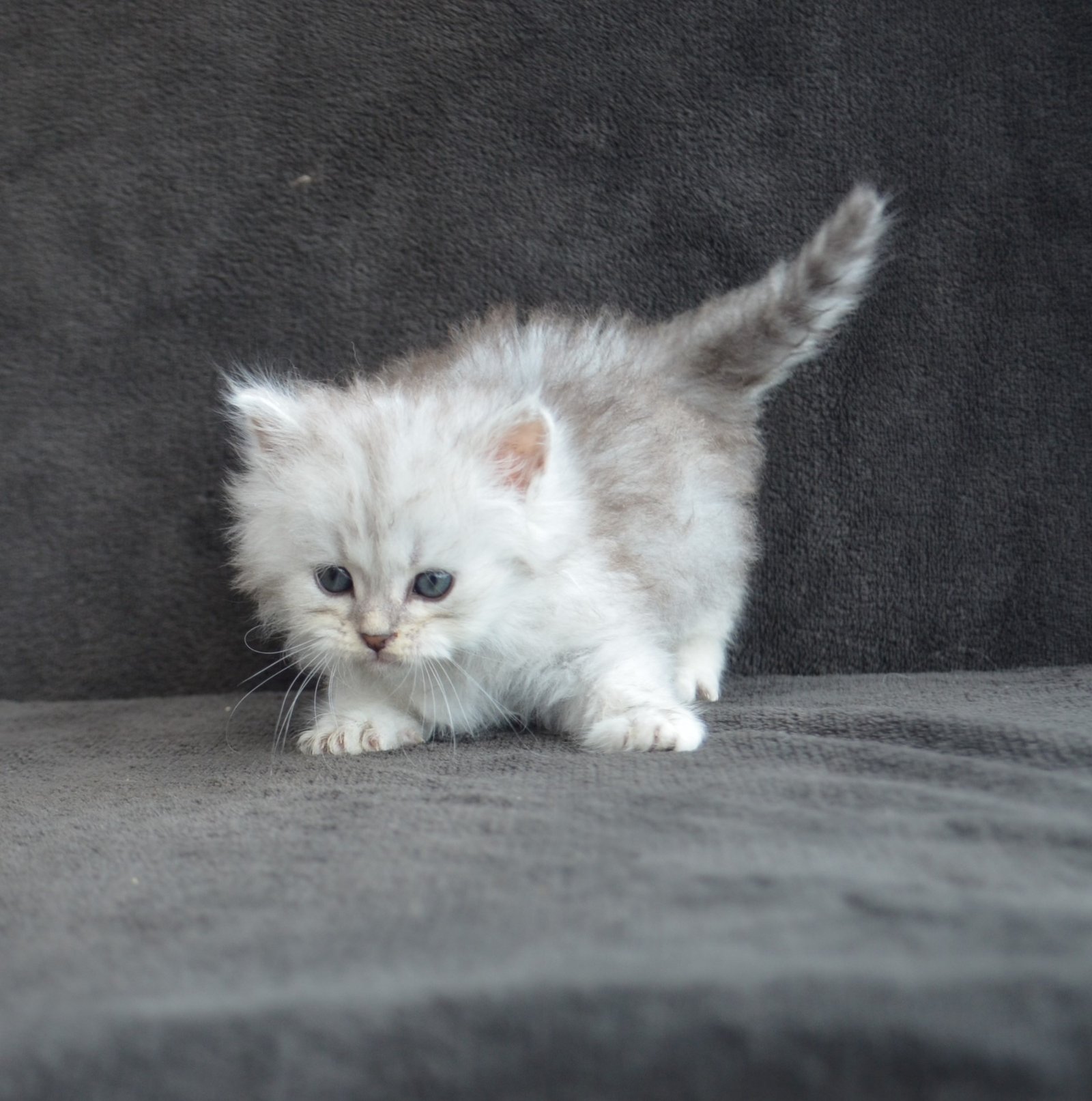 Bijou, chaton Sibérien LOOF né le 27 avril 2026