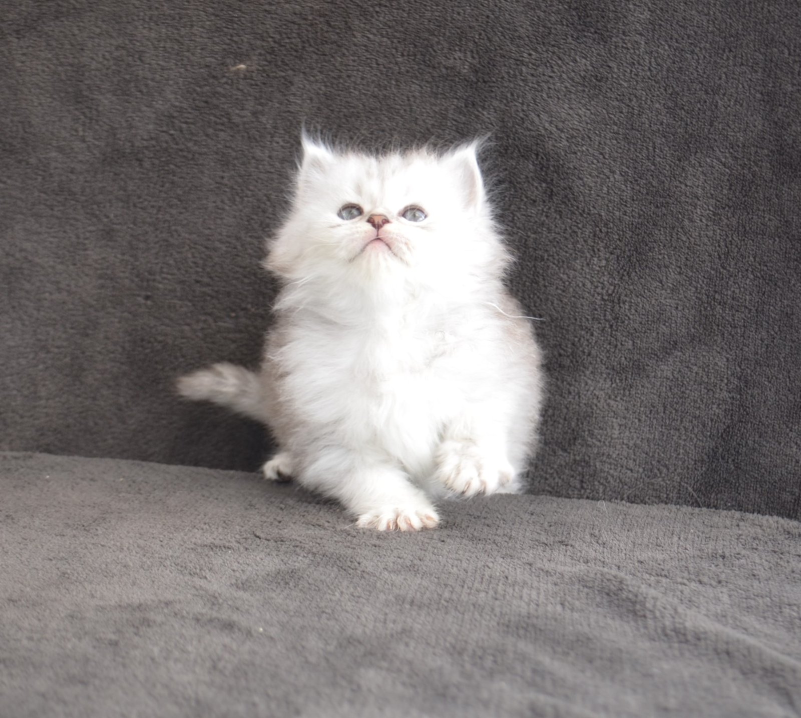 Bijou, chaton Sibérien disponible à la Chatterie de Nice en France