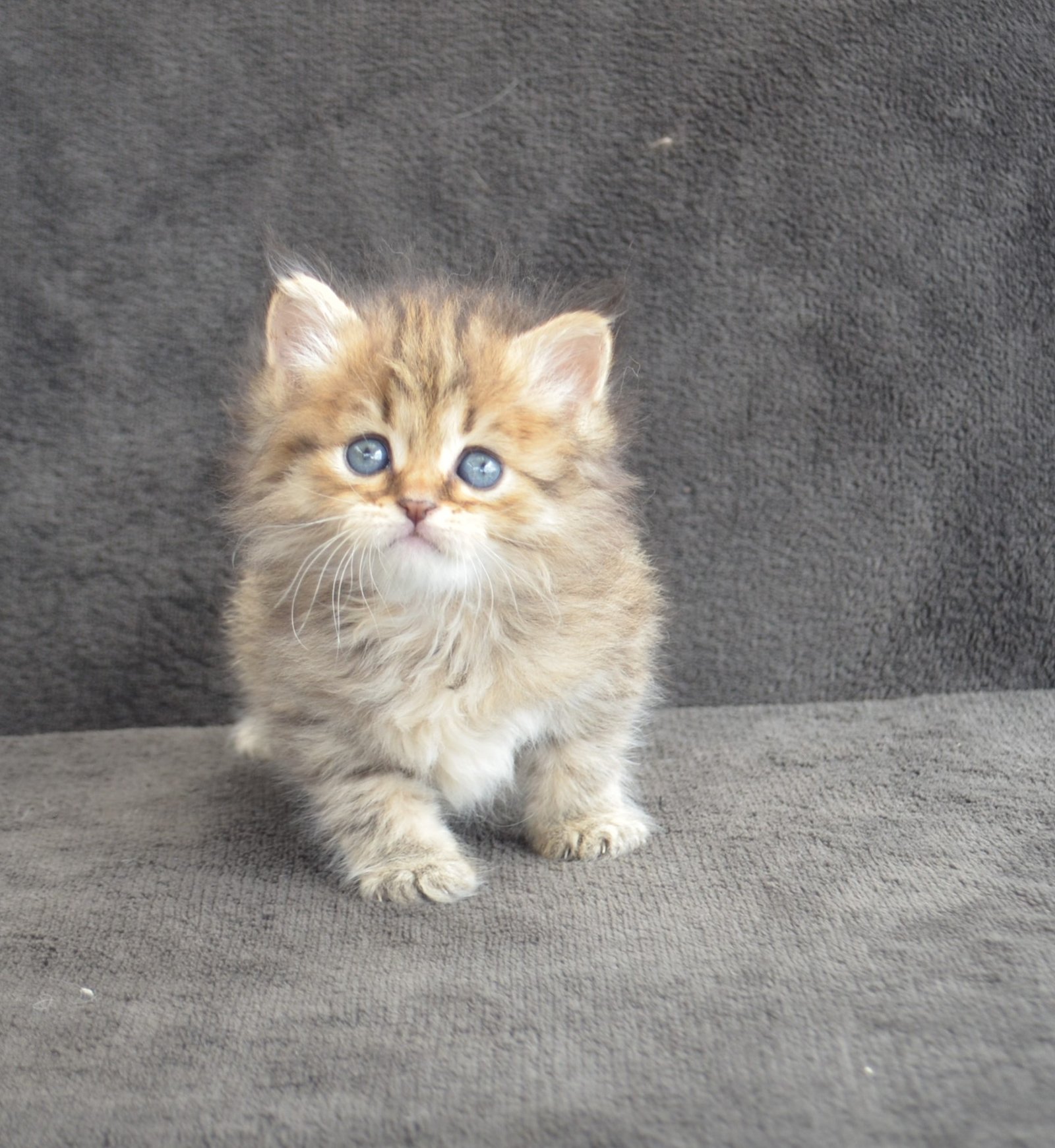 Belle, femelle Chat Sibérien Brown Tabby née le 27 avril 2026, réservée à Sabrina à Genève en Suisse
