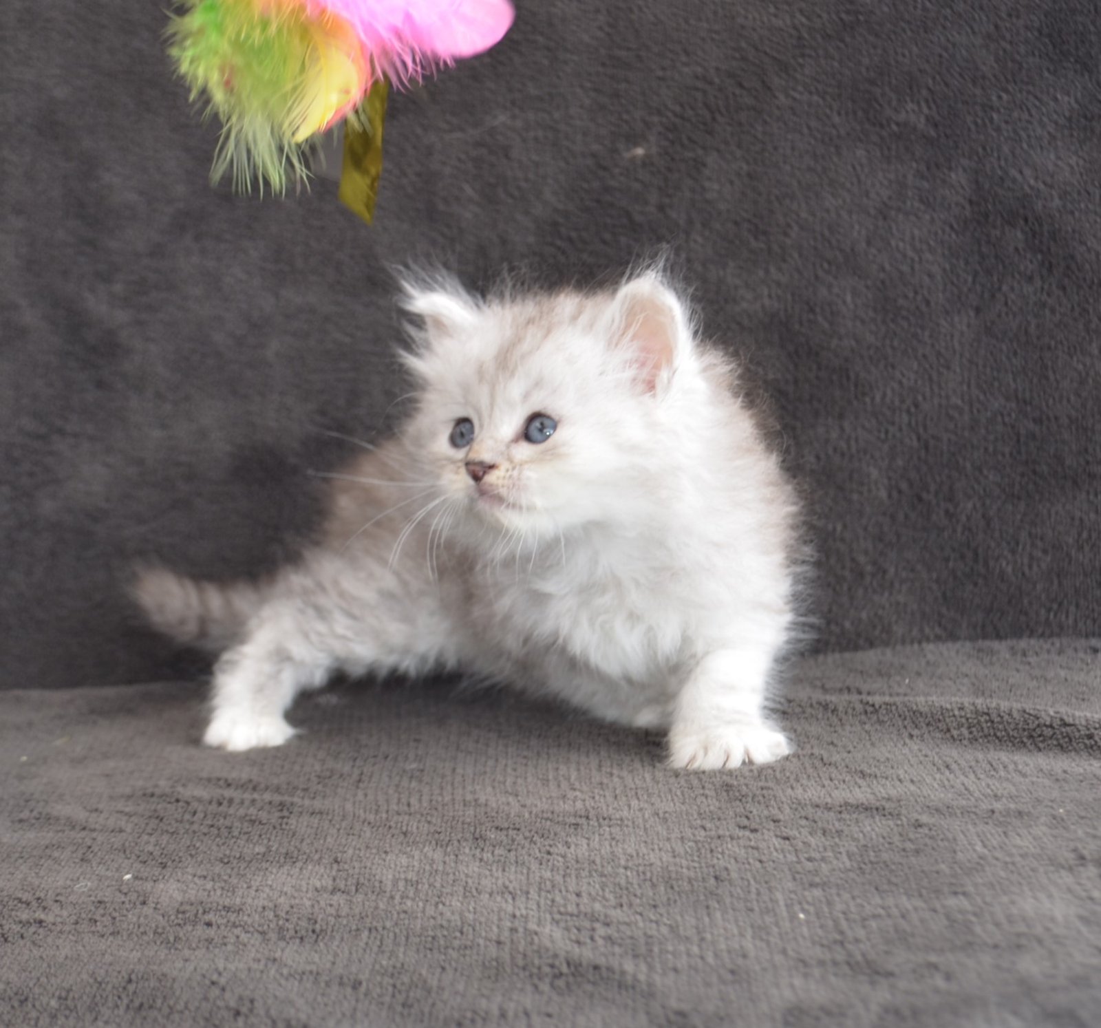 Barbara, chaton Sibérien LOOF femelle Black Silver Mackerel Tabby née le 27 avril 2026