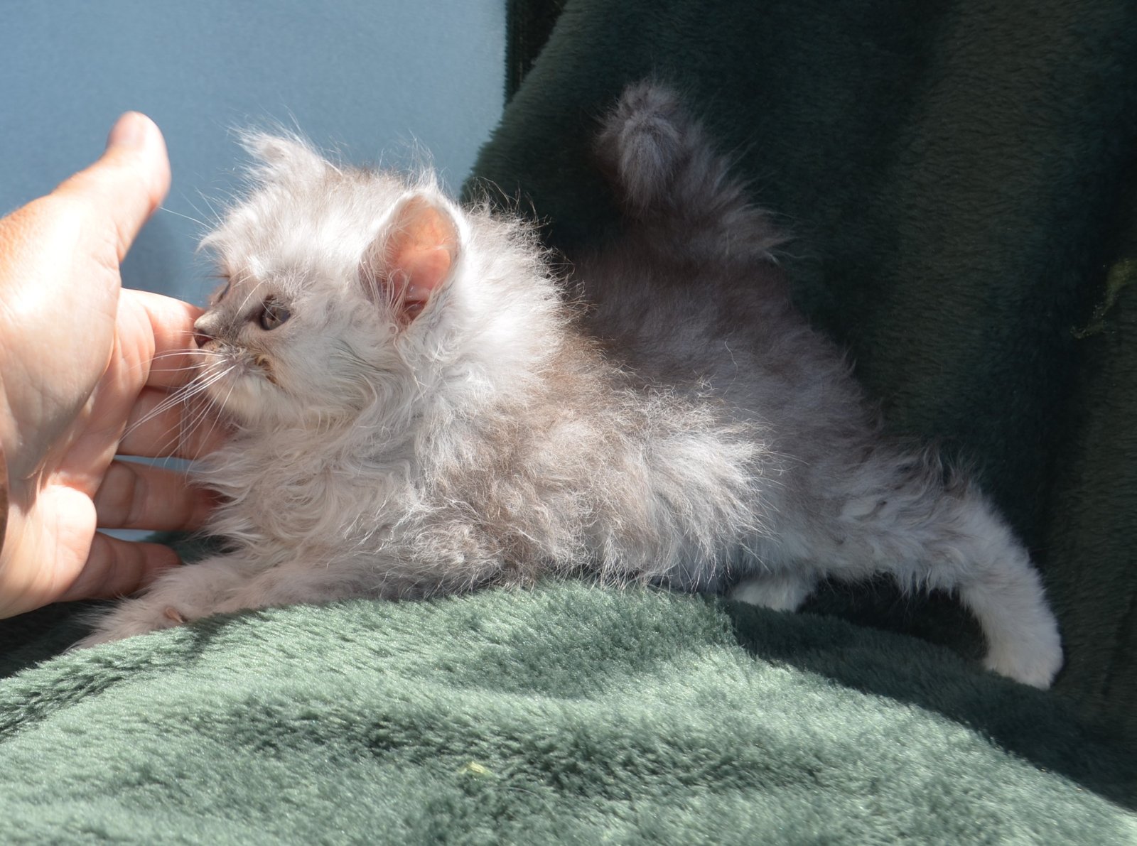 Jeune chaton Sibérien Silver Shaded pendant les premières semaines, robe encore foncée