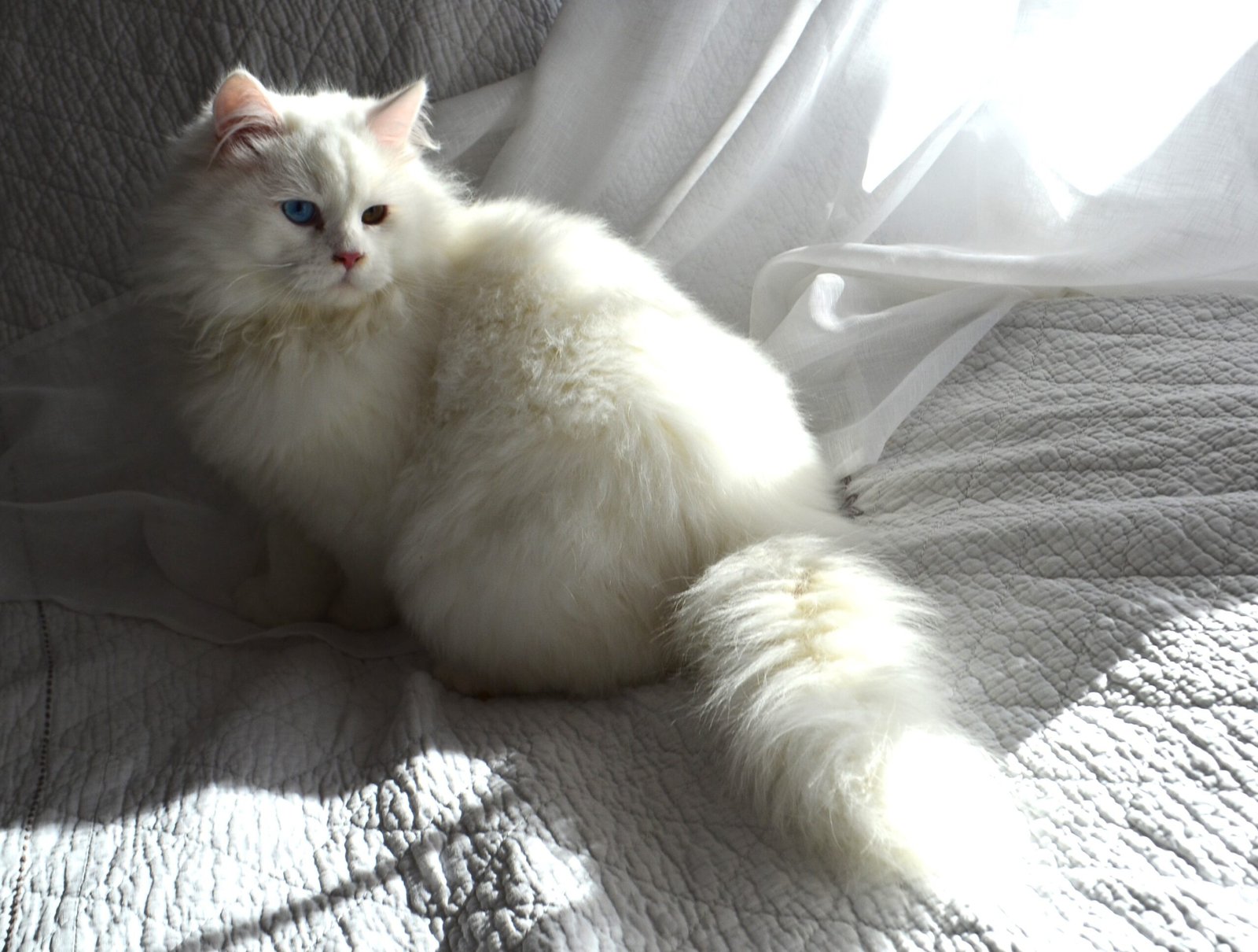 AL CAPONE, mâle Chat Sibérien blanc LOOF de grande taille, Chatterie de Nice