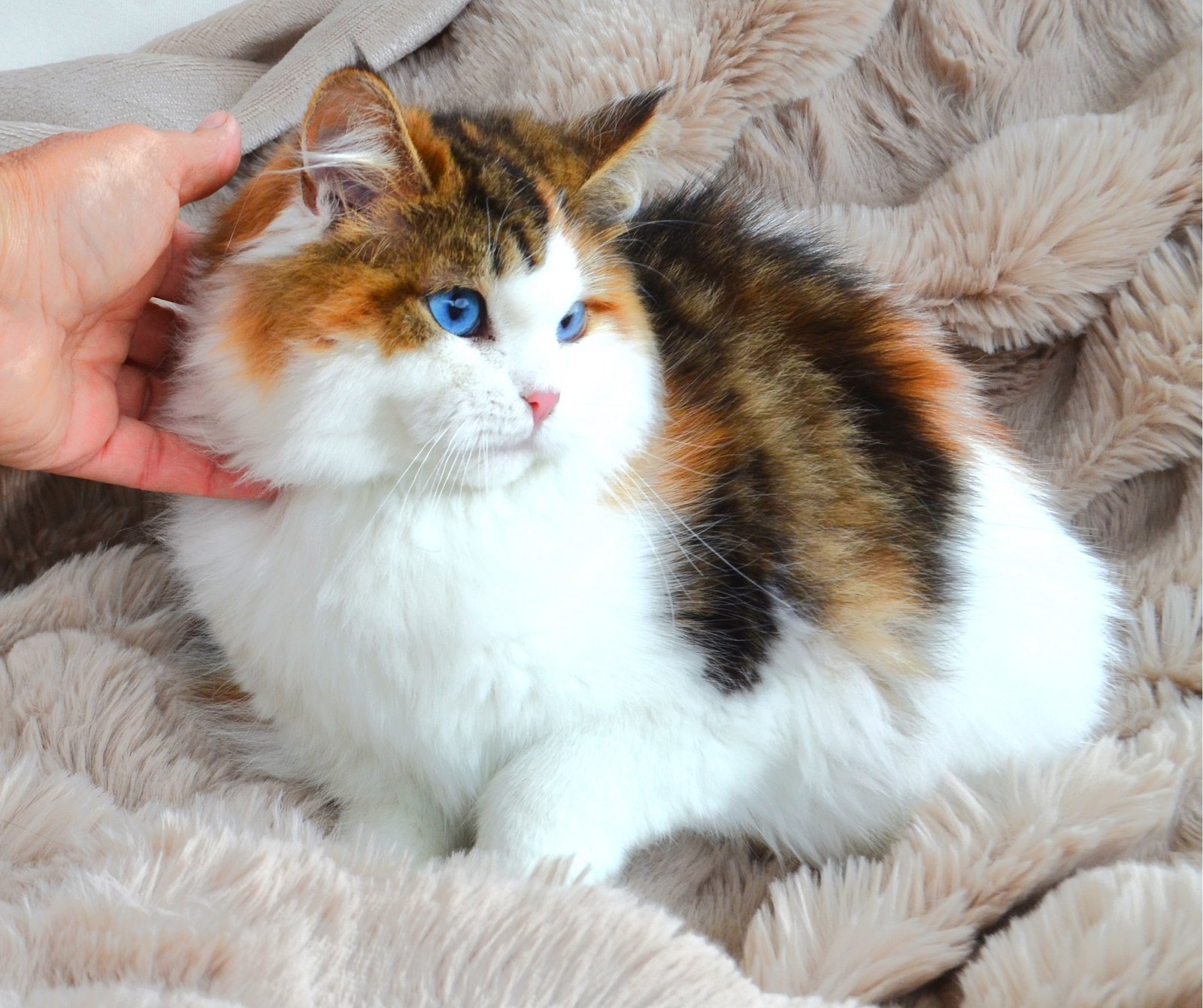 Tête ronde et morphologie harmonieuse d’Afina héritées de son père UILLY, Chat Sibérien traditionnel