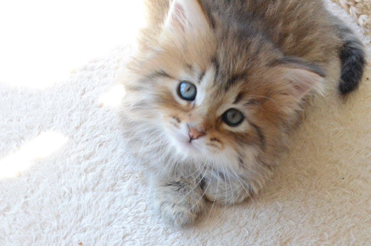 Éleveur de Chats Sibériens – responsabilité et engagement de la Chatterie de Nice