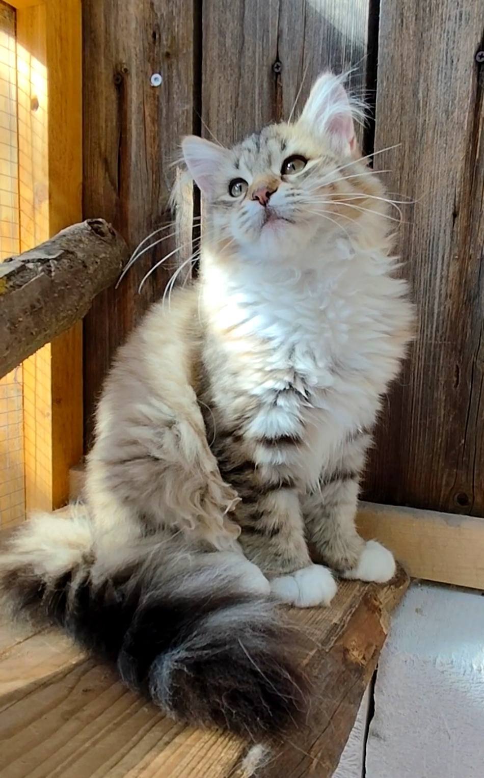 RONDA – Chatte Sibérienne Sunshine Golden, femelle reproductrice avec pedigree LOOF en France