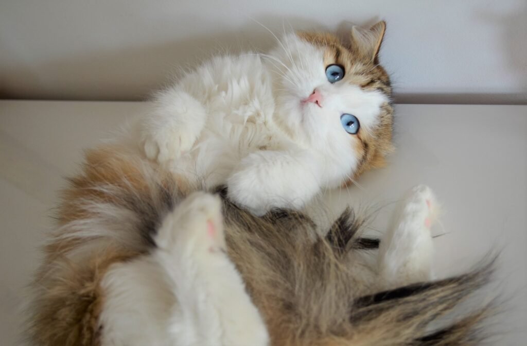 Omega, Chatte Sibérienne aux yeux bleus, autre portrait, Chatterie de Nice