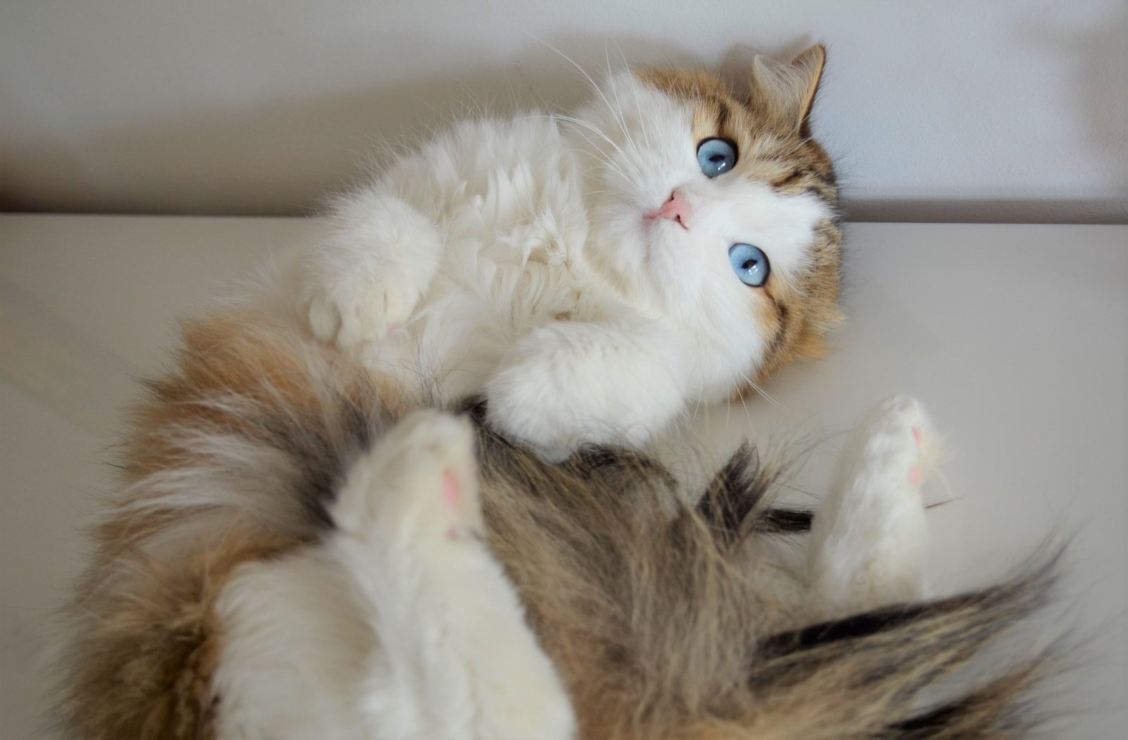 Chat Sibérien traditionnel aux yeux bleus – Chatterie de Nice France