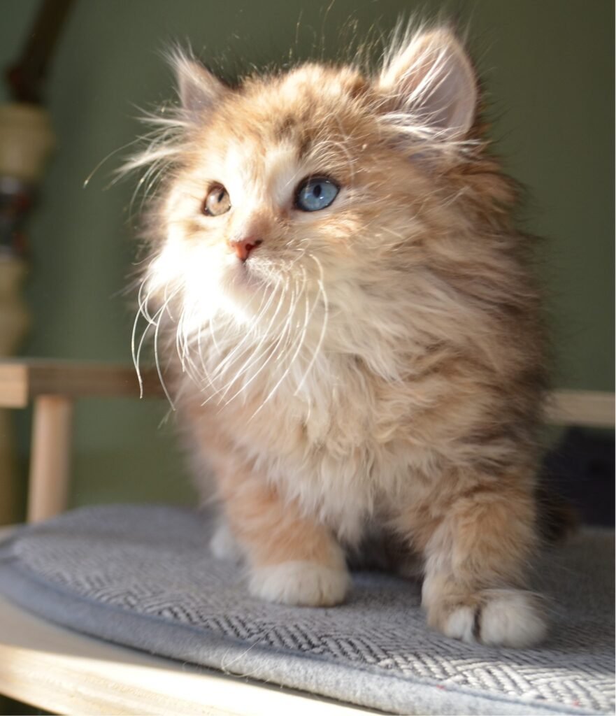 Chat Sibérien blanc aux yeux vairons