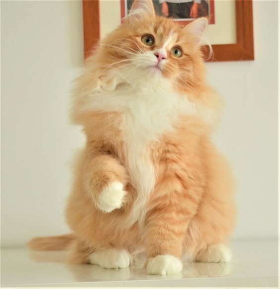 Enigma de la Chatterie de Nice, femelle Chat Sibérien rousse