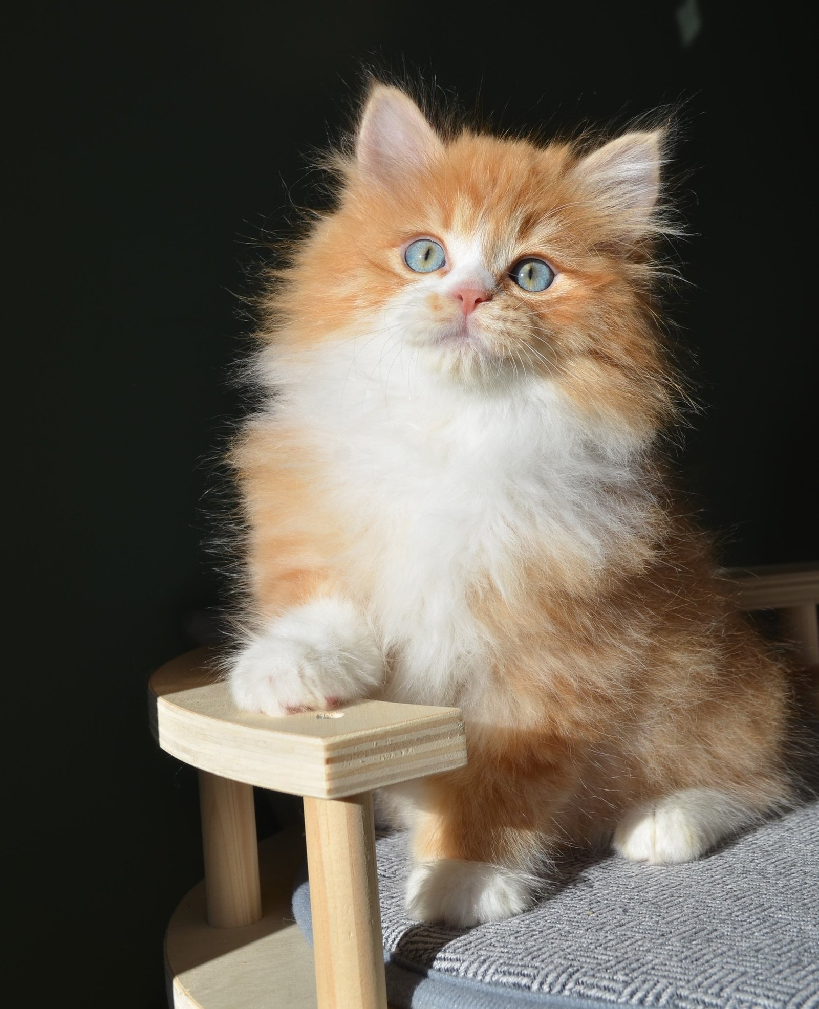 Chaton Sibérien roux et blanc aux yeux bleus
