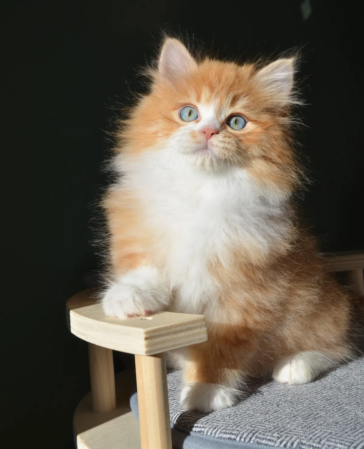 Chaton Sibérien roux et blanc aux yeux bleus
