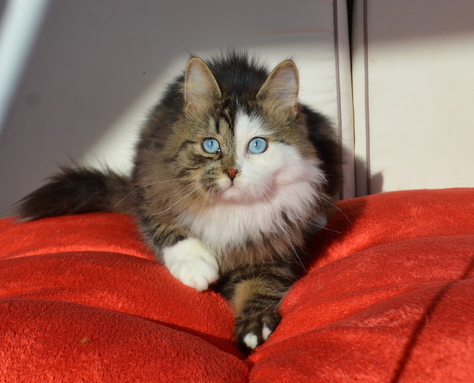 Amethyst, mâle Chat Sibérien aux yeux bleus naturels issu de lignées rares pour éleveurs et chatteries internationales