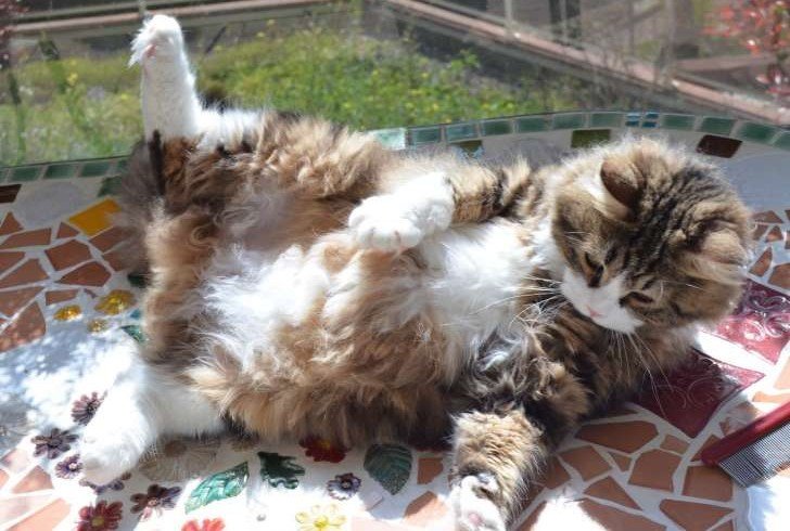 Chat Sibérien de la Chatterie de Nice en France