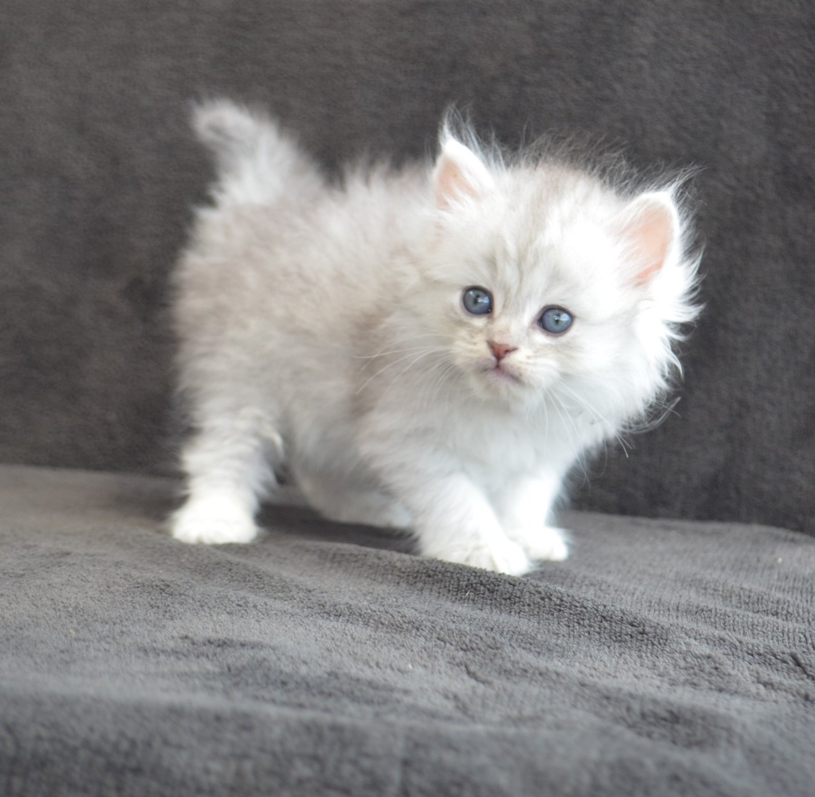 Chaton Sibérien Silver Shaded en croissance, sous-poil clair et reflets argentés visibles