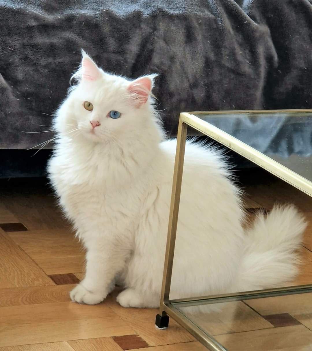 Trésor, Chat Sibérien blanc aux yeux vairons de la Chatterie de Nice