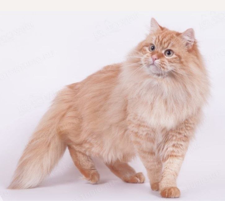UILLY de la Chatterie de Nice – mâle Chat Sibérien reproducteur LOOF