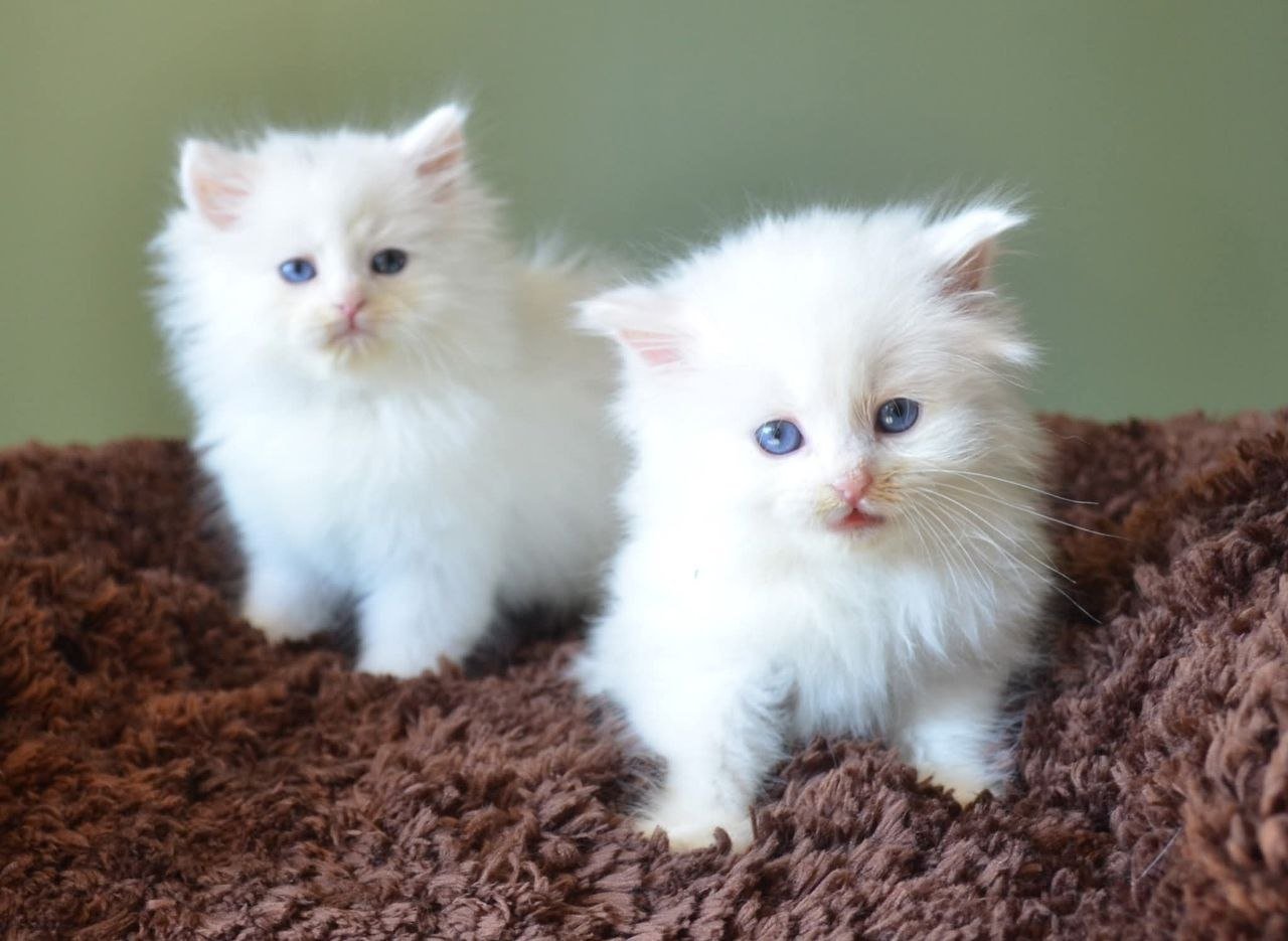 Chaton Sibérien blanc aux yeux bleu ciel, descendant d’Al Capone – Chatterie de Nice