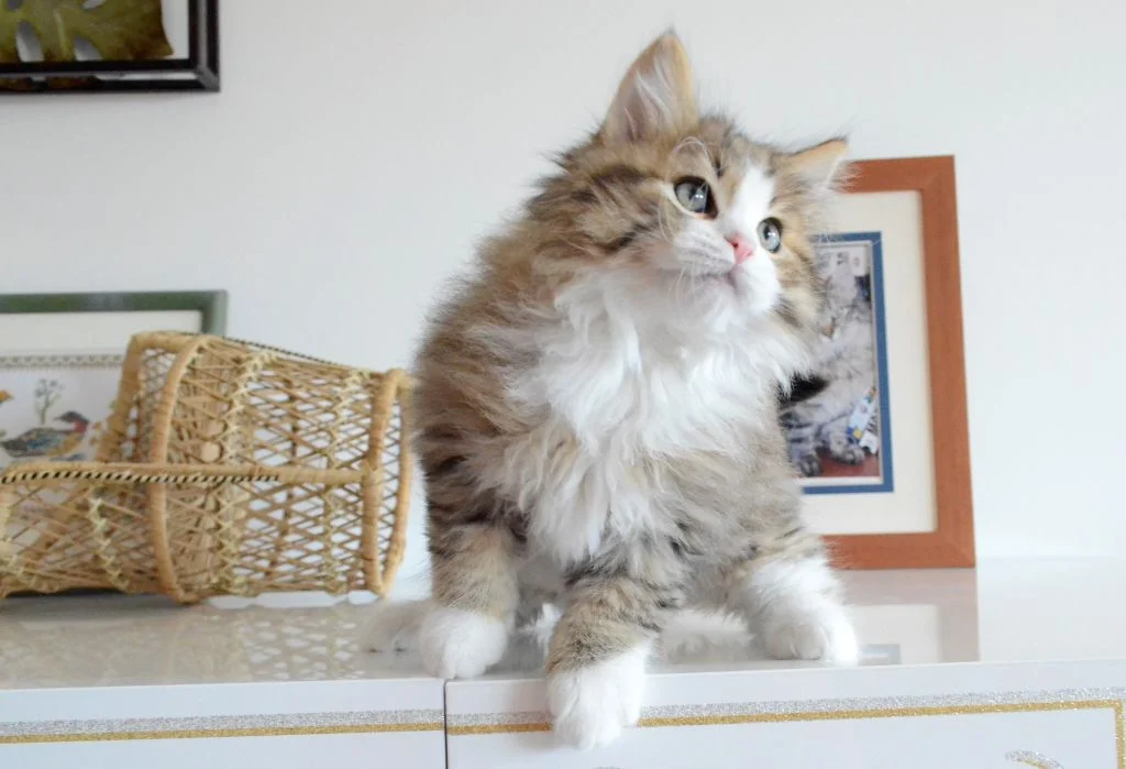 Chaton à poil long tabby et blanc : chaton Sibérien de la Chatterie de Nice