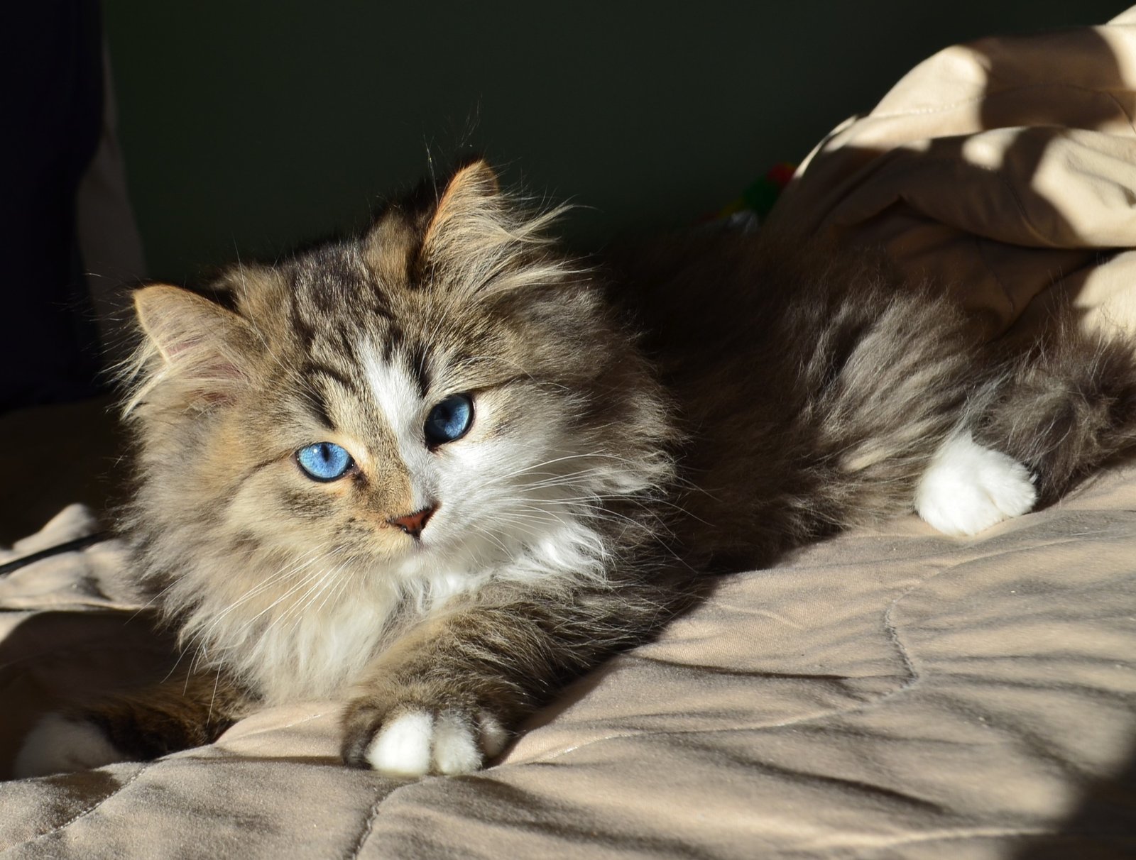 ATHENA CHATTERIE DE NICE, femelle Chat Sibérien brown blotched tabby avec locket aux yeux bleus naturels