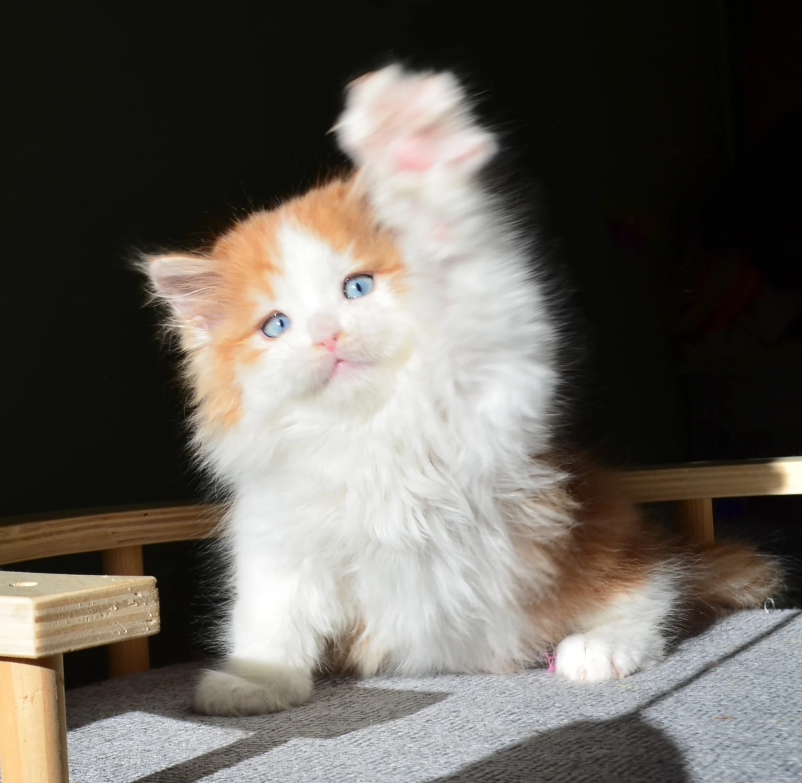 Amadeus, chaton Sibérien roux aux yeux bleus, adopté à Monaco