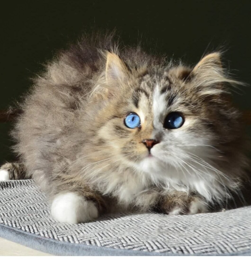 Athena – femelle reproductrice Sibérienne aux yeux bleus, pedigree Chat Sibérien et parent de chaton sibérien