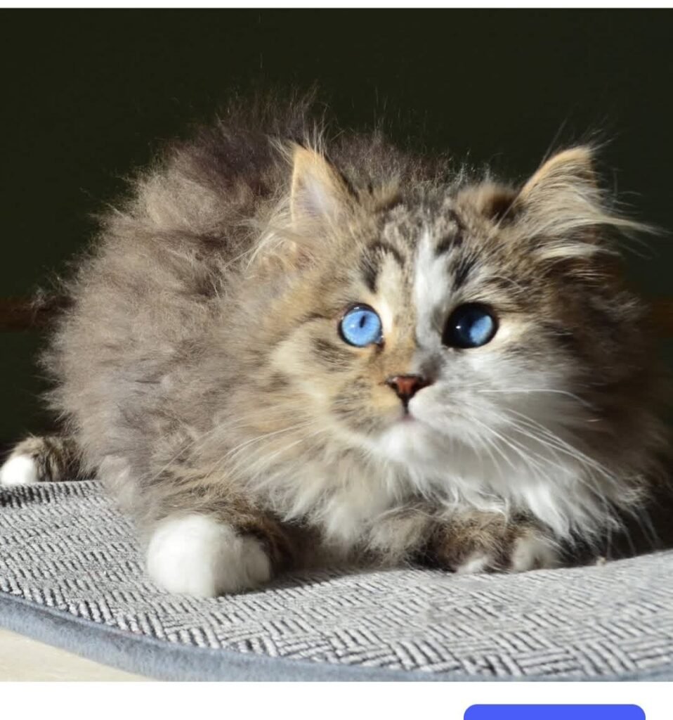 Athena, femelle Chat Sibérien aux yeux bleus, Chatterie de Nice