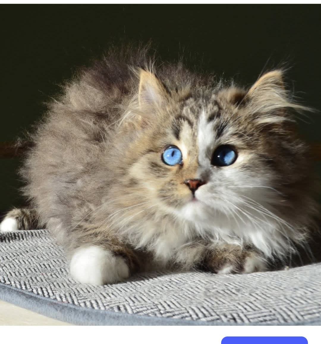 ATHENA – Chatte Sibérienne Black Silver Tabby aux yeux bleus, femelle reproductrice avec pedigree LOOF