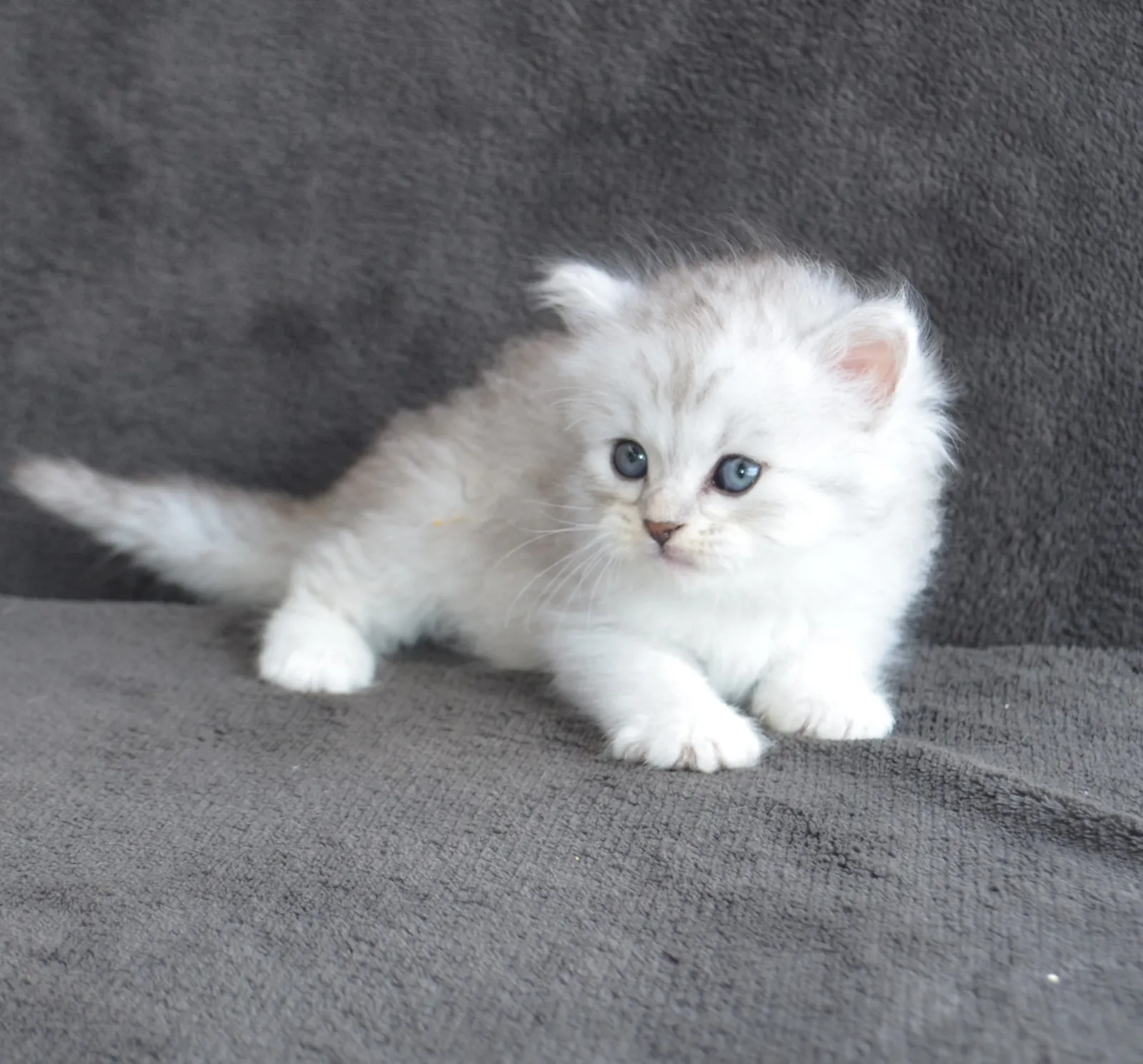 Bally, chaton Sibérien black silver mackerel tabby de la portée Aster × Umi