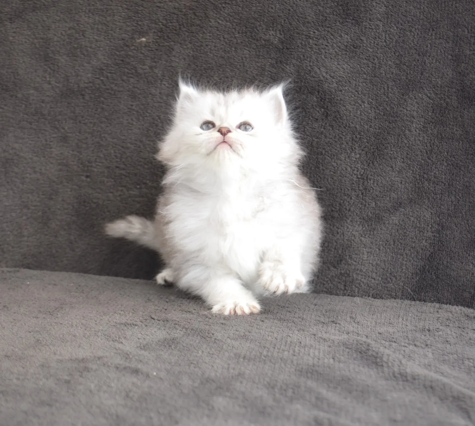 Bijou, chatonne Sibérienne black silver mackerel tabby de la portée Aster × Umi