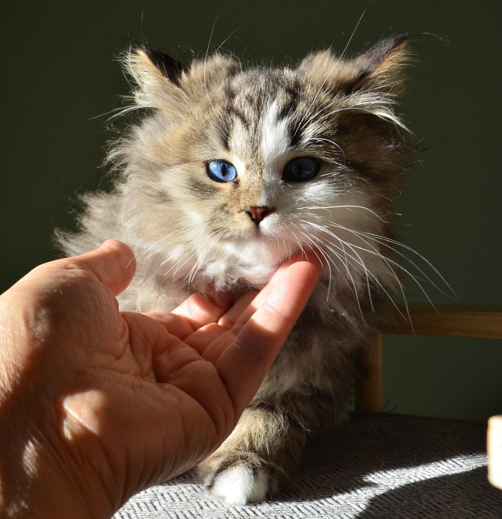 ATHENA – femelle Chat Sibérien tabby aux yeux bleus, Chatterie de Nice
