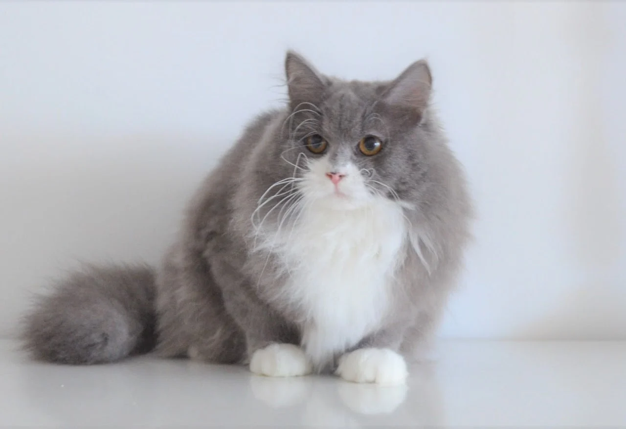 Blue solid Siberian cat without pattern: ISIS of Chatterie de Nice