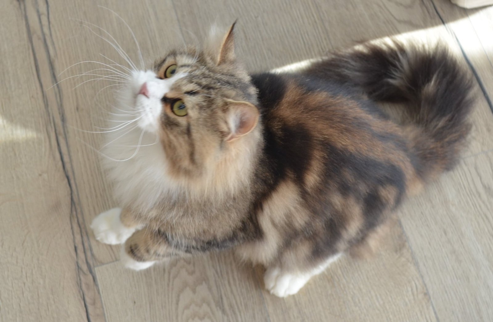Chat Sibérien – élevage Chatterie de Nice en France