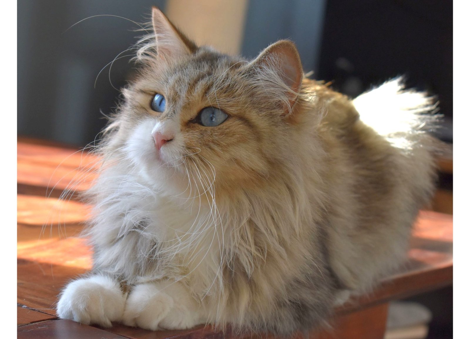 Chat Sibérien traditionnel aux yeux bleus en Gironde – lignée de la Chatterie de Nice