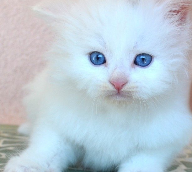 chaton blanc poilu yeux bleus