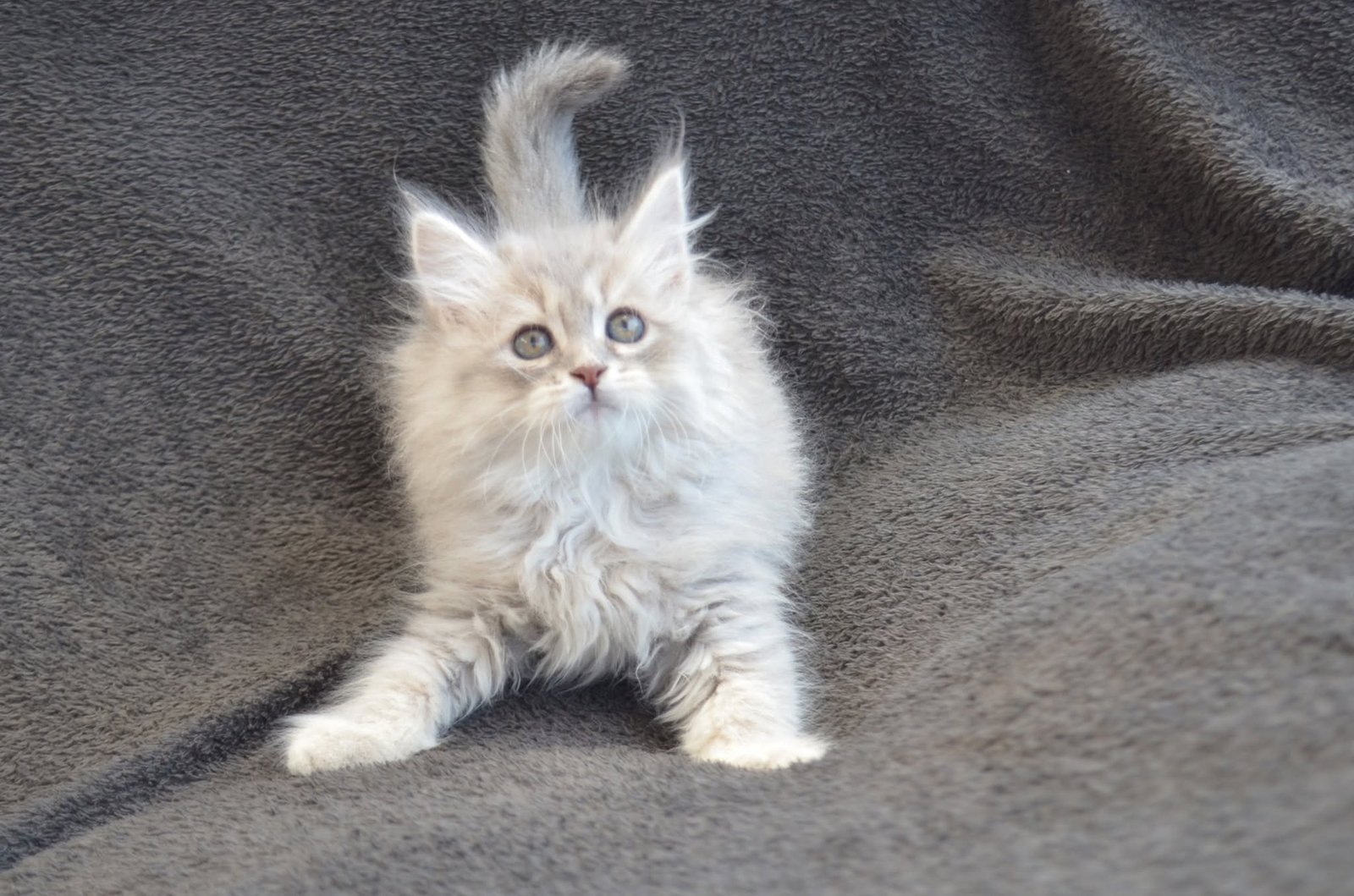 Chaton Sibérien Blue avec Silver montrant une robe bleu-gris visuellement plus claire