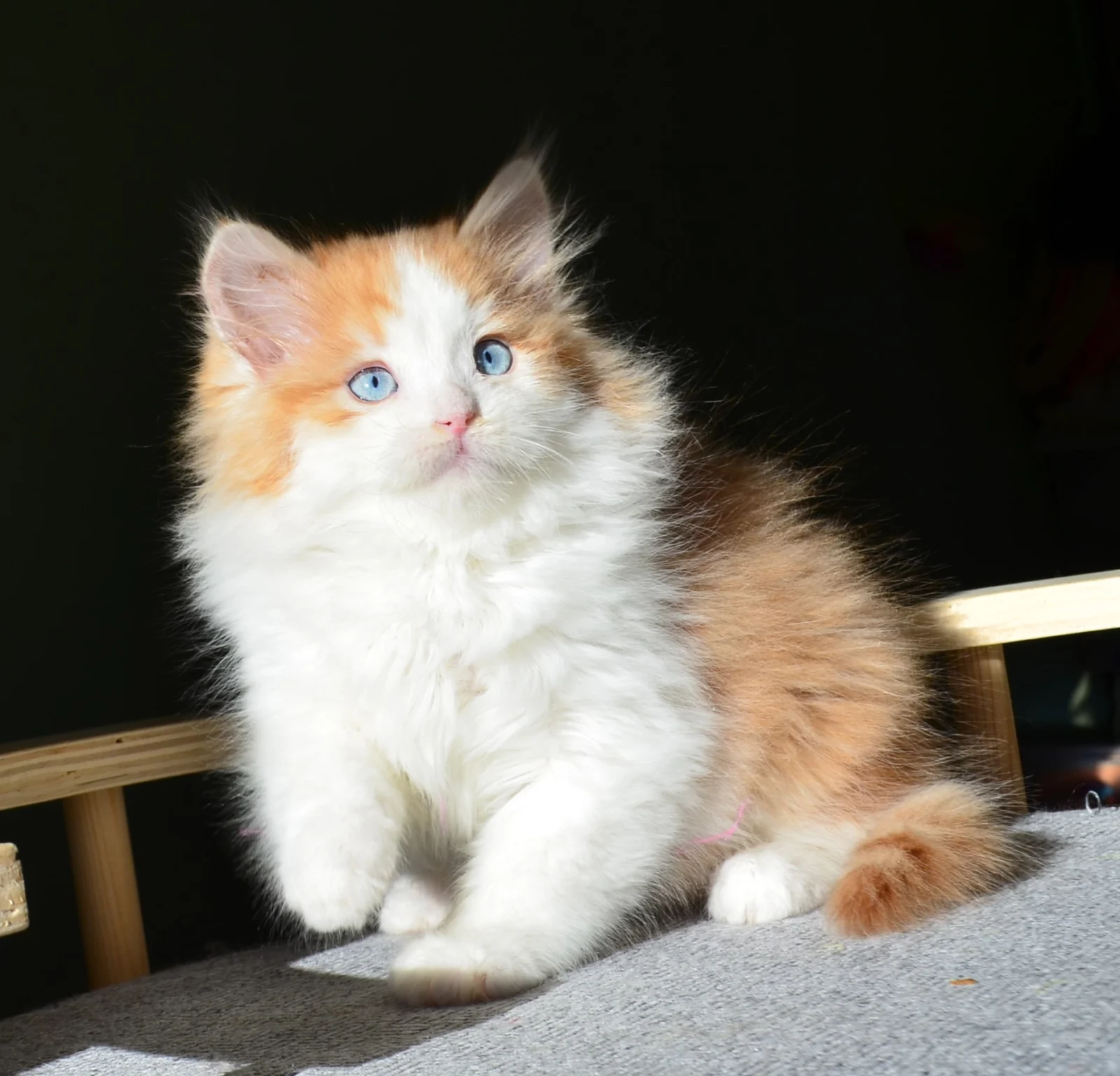 Chaton Sibérien roux et blanc aux yeux bleus