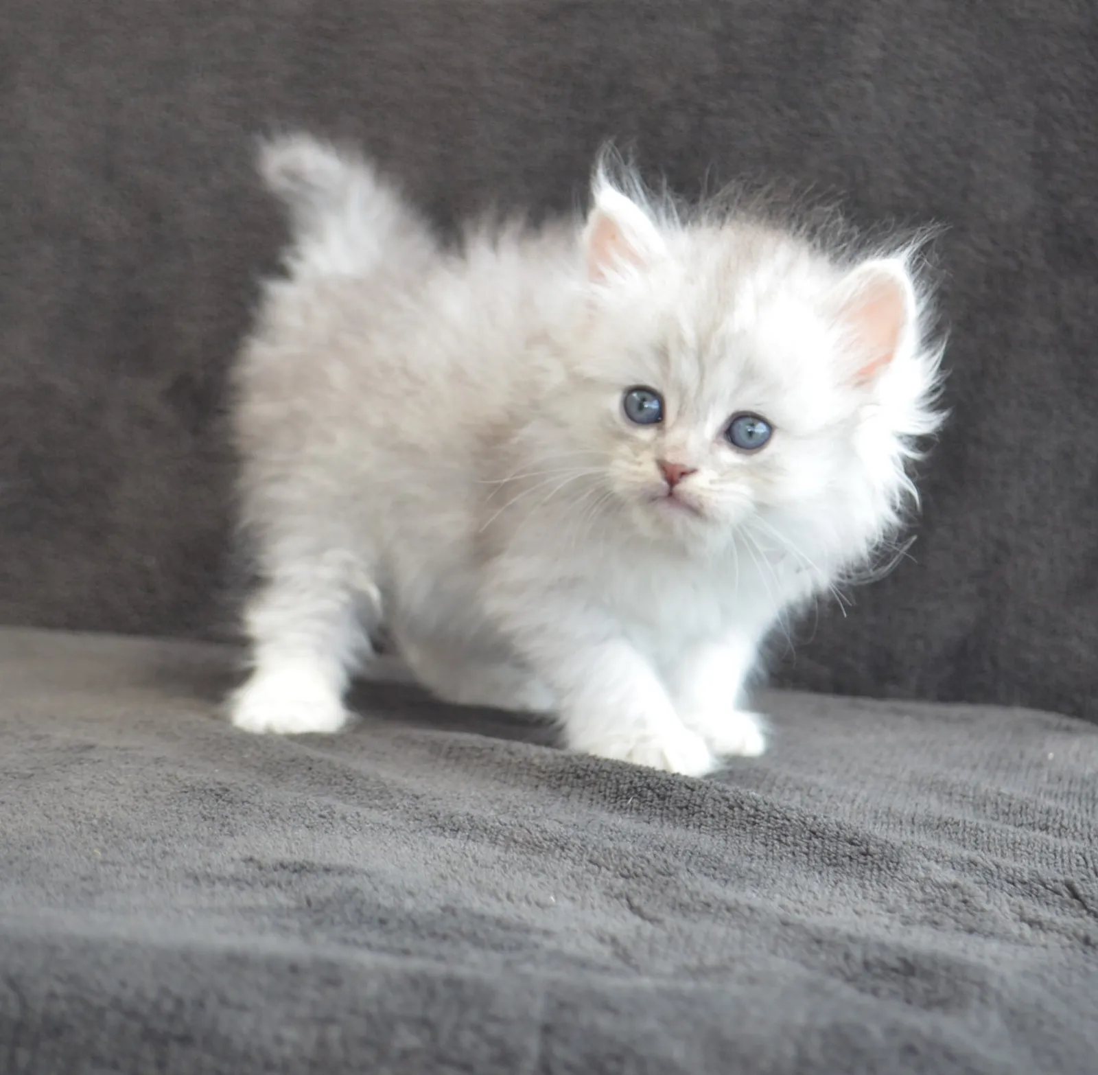 Barbara, chatonne Sibérienne black silver mackerel tabby de la portée Aster × Umi