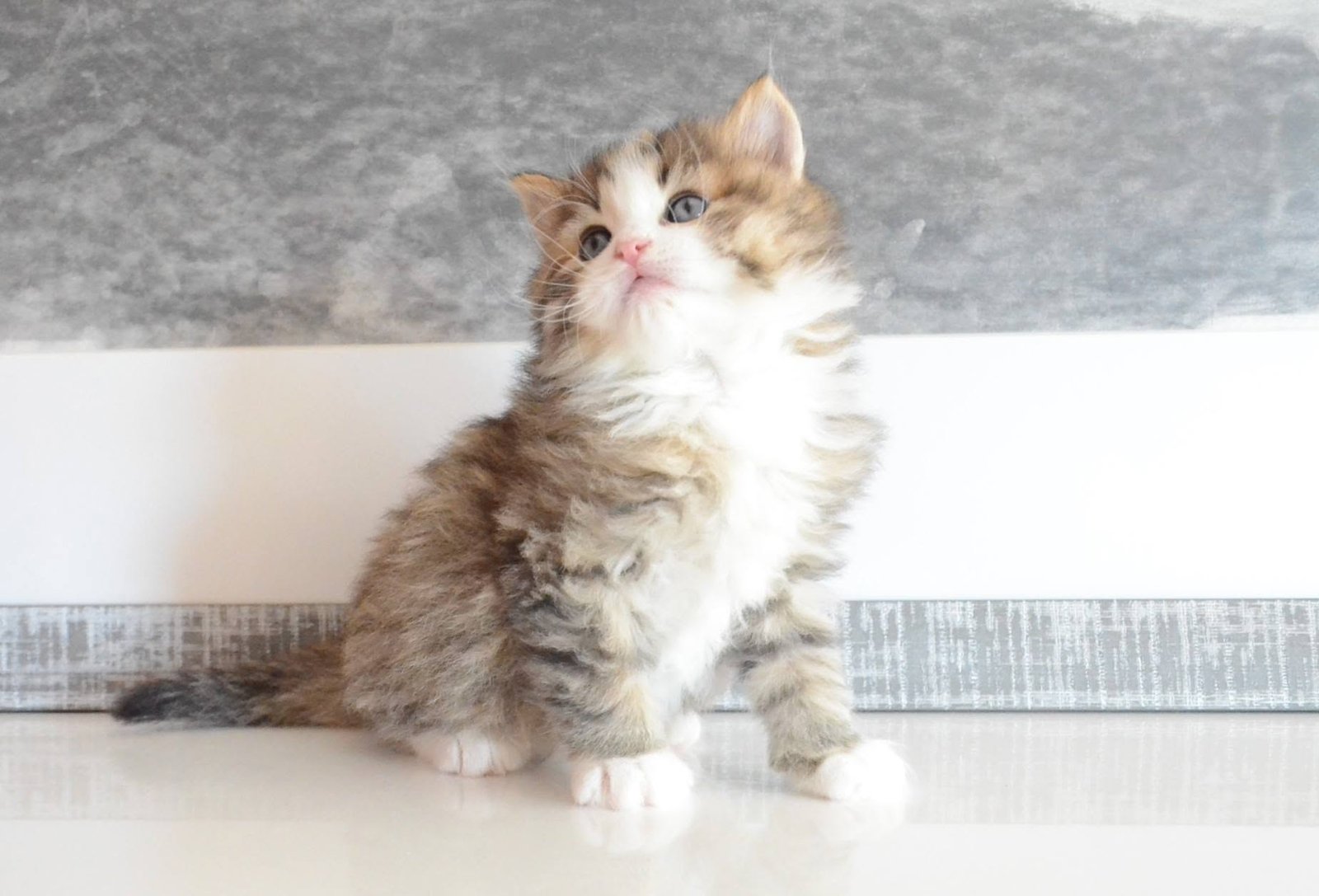 Chaton Sibérien Golden Shaded à trois mois montrant l’éclaircissement progressif de la robe