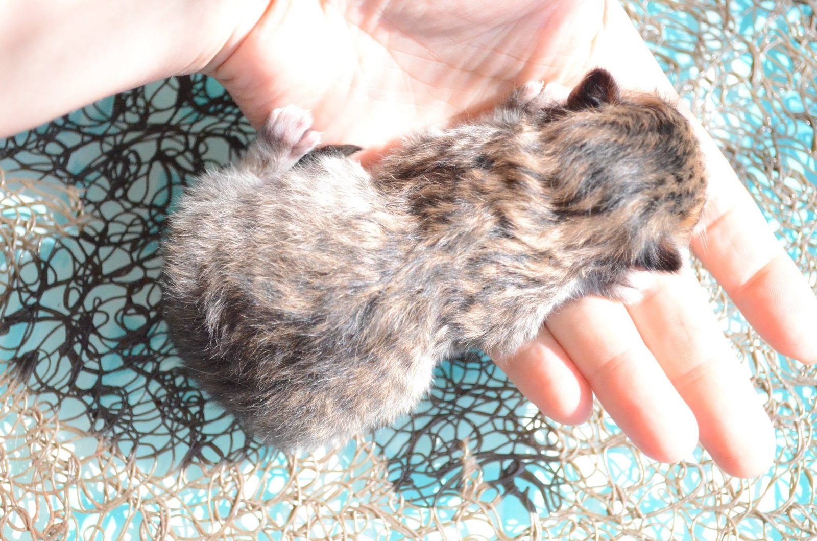 Chaton Sibérien Brown Tabby nouveau-né photographié à la lumière naturelle du jour