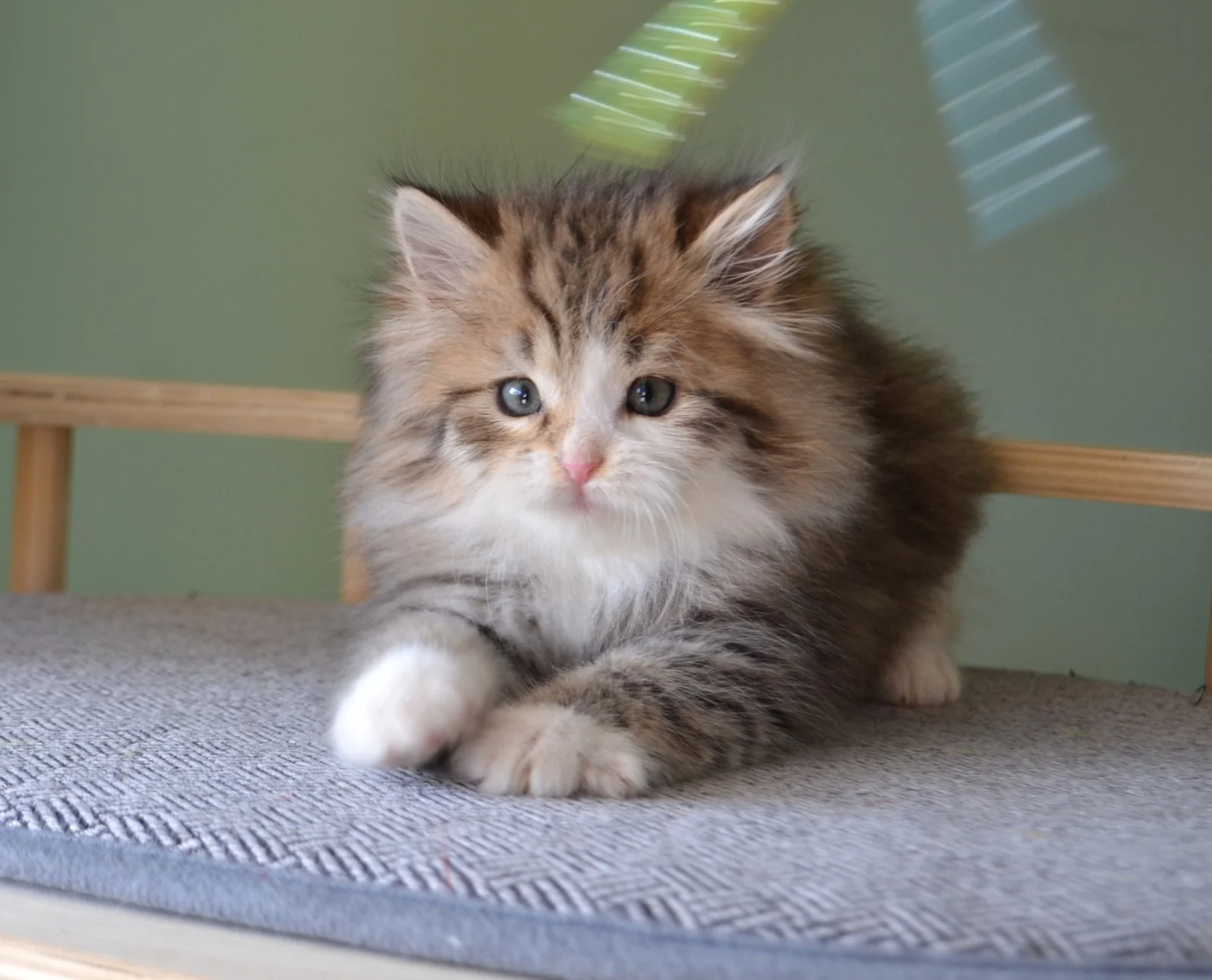 Young traditional Siberian kittens with LOOF pedigree at Chatterie de Nice