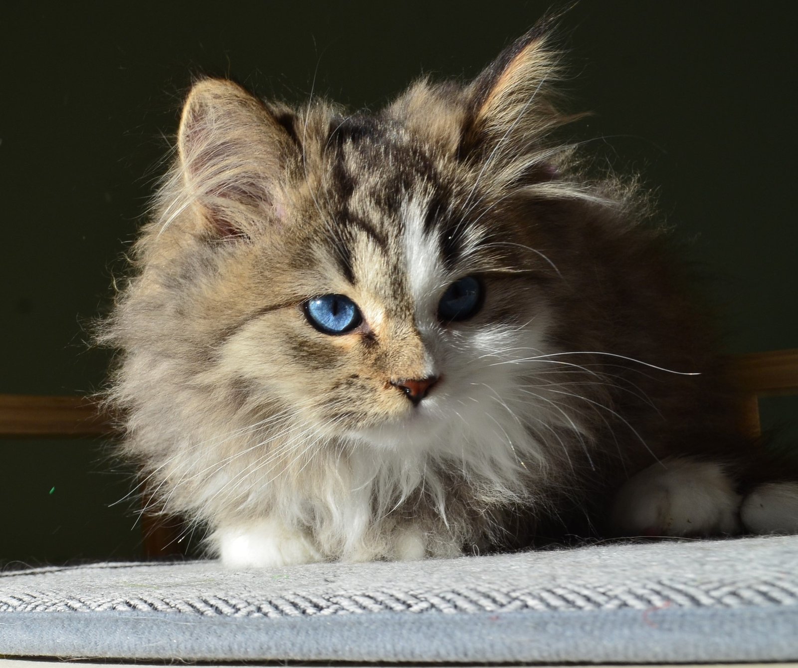 ATHENA, femelle Chat Sibérien LOOF aux yeux bleus naturels