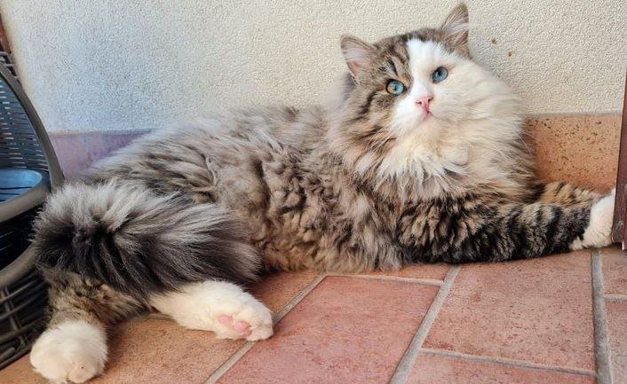 Père d’ATHENA – mâle Chat Sibérien LOOF aux yeux bleus – Chatterie de Nice