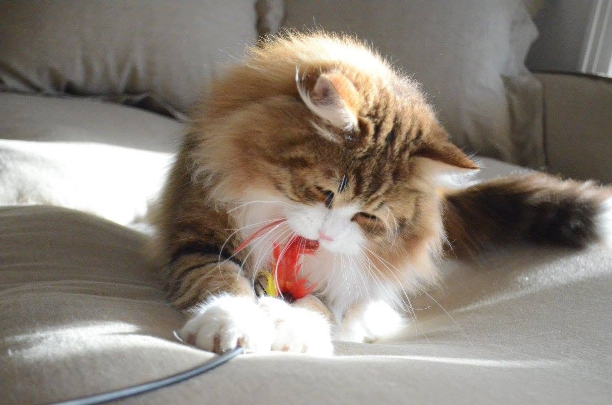 Chat Sibérien Golden adulte illustrant l’évolution de la couleur et du pelage du chaton à l’âge adulte