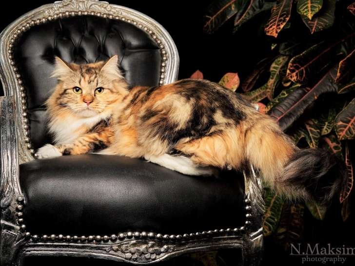 Chat Sibérien roux et écaille de tortue – Chatterie de Nice France