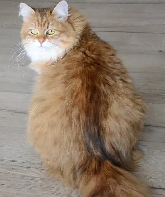 Chippy, Chat Sibérien traditionnel de la Chatterie de Nice