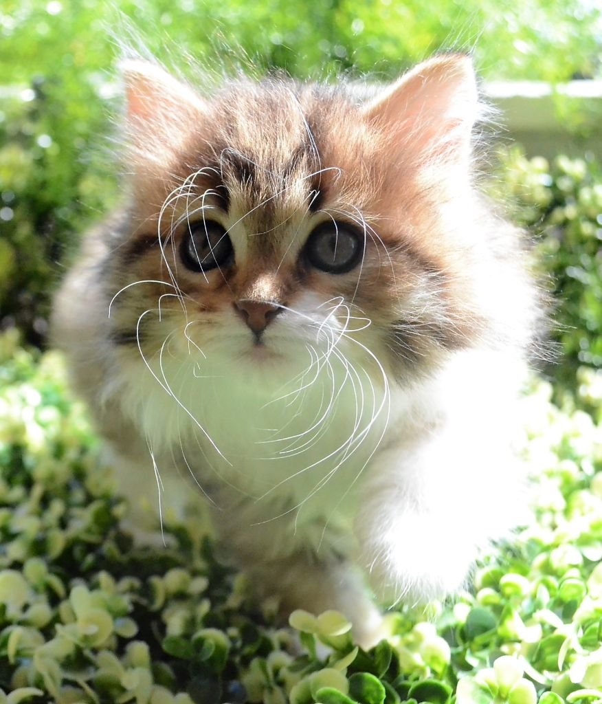 Chaton Sibérien de la Chatterie de Nice