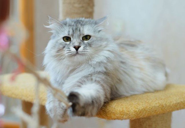 UMI, femelle Chat Sibérien Black Silver Spotted Tabby LOOF — Chatterie de Nice