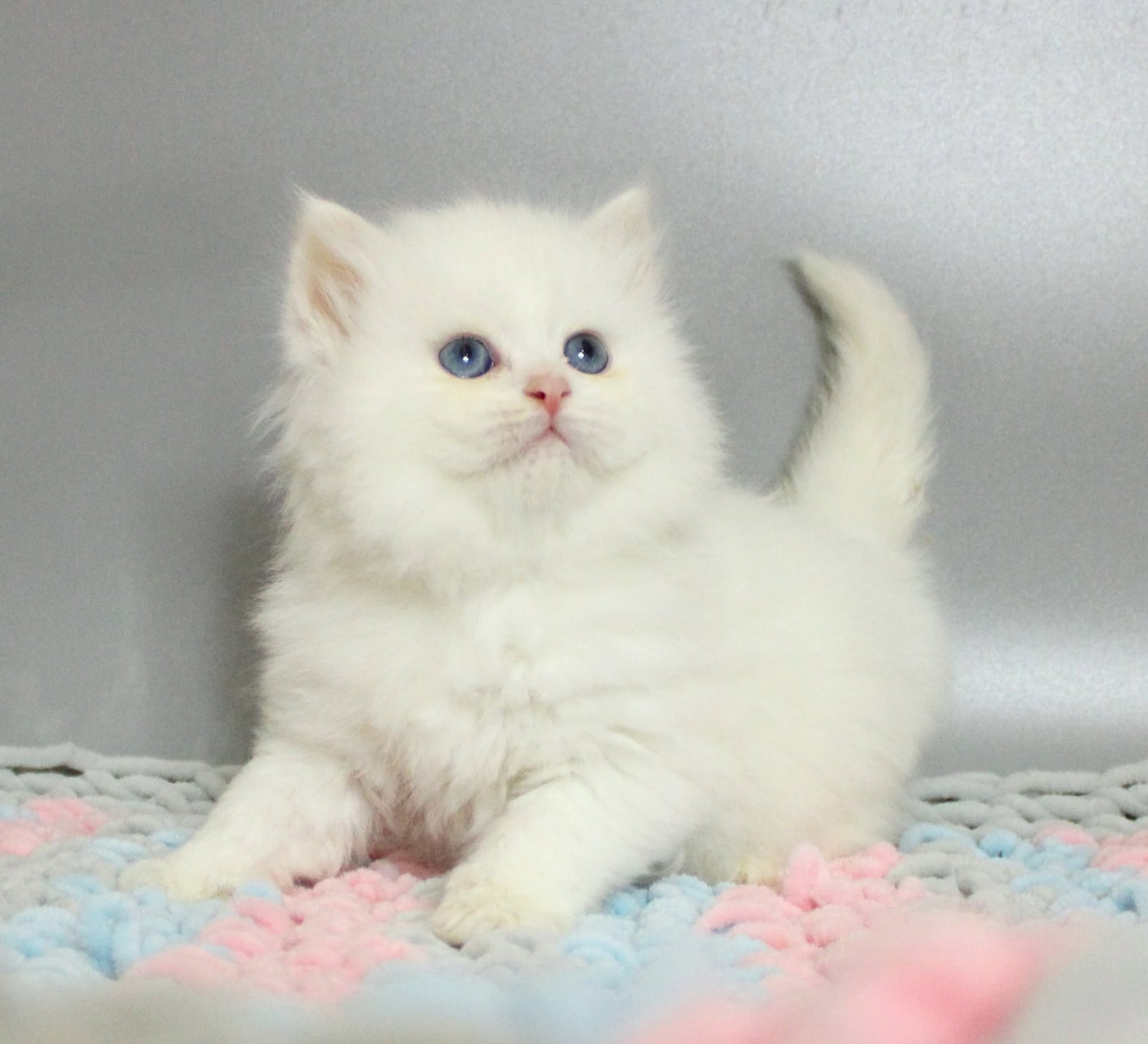 Bambina, chaton Sibérien femelle blanche aux yeux bleus