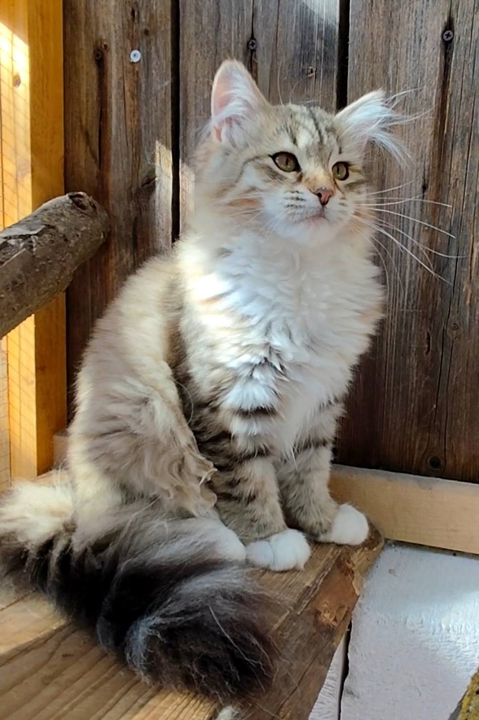 RONDA femelle Chat Sibérien Golden Sunshine Tabby LOOF de grand gabarit et forte ossature